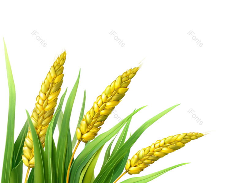 装饰图片,芒种元素,元素PNG,麦子免抠素材